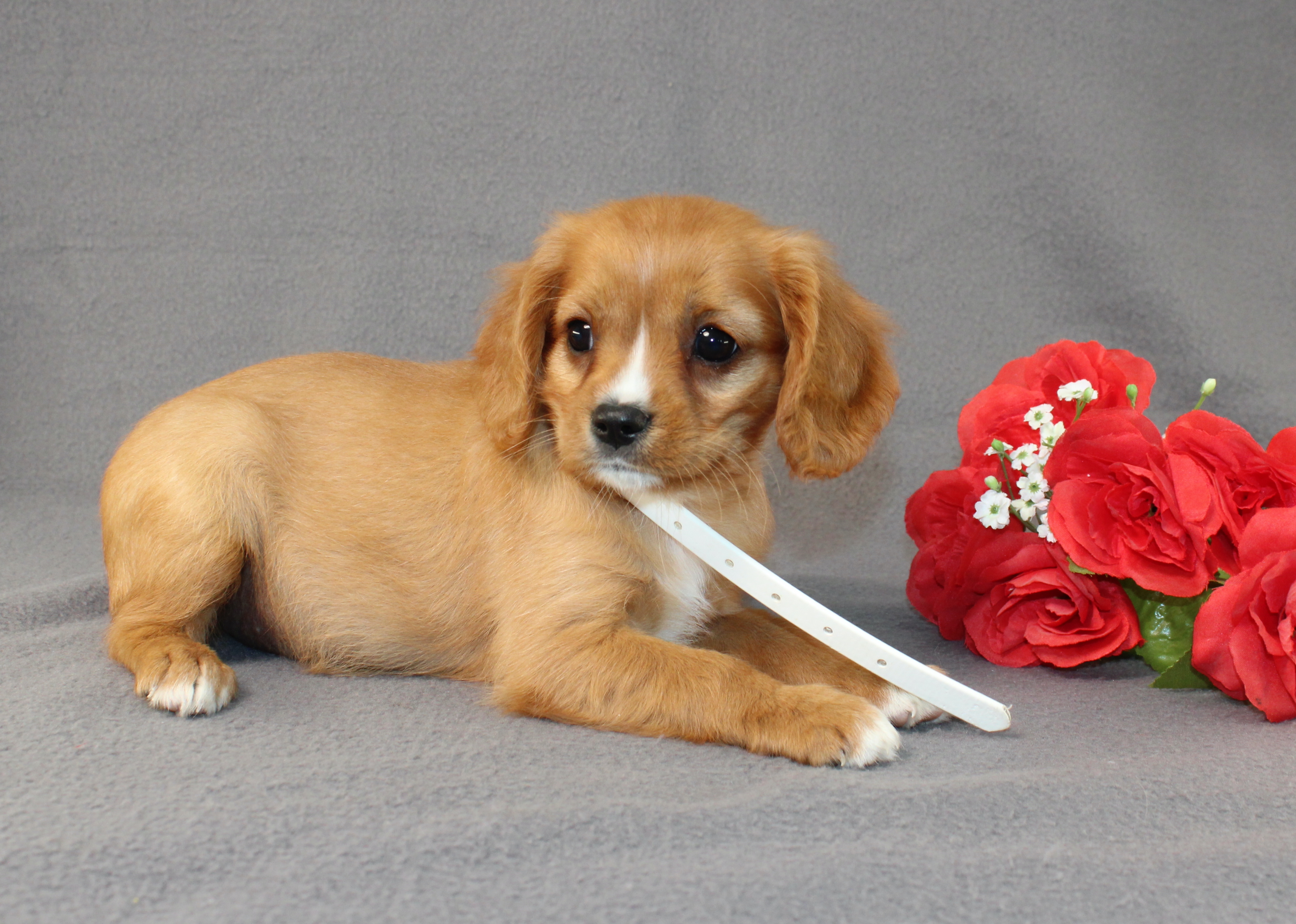 puppy, for, sale, Miniature Golden Retriever, Ivan J. Stoltzfus, dog, breeder, Dornsife, PA, dog-breeder, puppy-for-sale, forsale, nearby, find, puppyfind, locator, puppylocator, aca